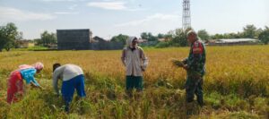 Babinsa Pekalangan Dampingi Panen Poktan Kedung Mendeng, Dukung Swasembada Pangan