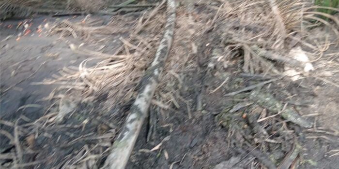 Diduga Cemari Sungai Jentu, PT SMS Didesak Bertanggung Jawab: Aktivis Minta Penegakan Hukum Lingkungan di Kapuas Hulu