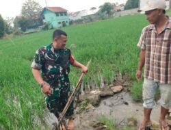 Sukseskan Ketahanan Pangan : Babinsa Dampingi Kegiatan Poktan Pengairan Sawah