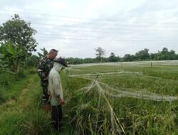 Perkuat Hanpangan Nasional, Babinsa Dampingi Poktan Semprot Hama Padi