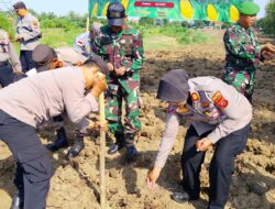 Koramil dan Polsek Bersinergi Tanam Jagung Serentak Kuartal 3 di Bantaran Sungai Cikalong