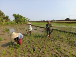Babinsa Kel. Larangan Turut Tanam Padi Bersama Poktan, Wujud Jalin Keakraban dan Dukung Swasembada Pangan