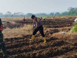 Koramil 0620-13/Sumber Bersama Poktan dan Babinkamtibmas Tanam Jagung di Lahan 1 Hektare