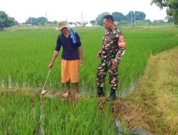 Babinsa Kelurahan Sunyaragi Dampingi Petani Poktan Bangkit Lakukan Penyemprotan Padi Usia 50 Hari