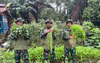 Ketahanan Pangan, Satgas Yonif 521/DY Wujudkan Melalui Buka Kebun di Sekitaran Pos Muara Nawa Distrik Airu