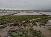 Opini Publik Tumpang Tindih Penjualan Tahunan Garapan Sawah Untuk Penggarap
