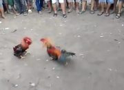 Diduga Anggota TNI Inisial DG Jadi Koordinator Kelang Sabung Ayam Di Merano 