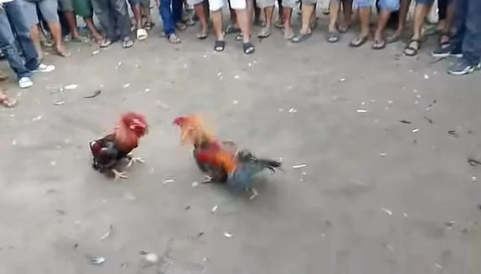 Diduga Anggota TNI Inisial DG Jadi Koordinator Kelang Sabung Ayam Di Merano 