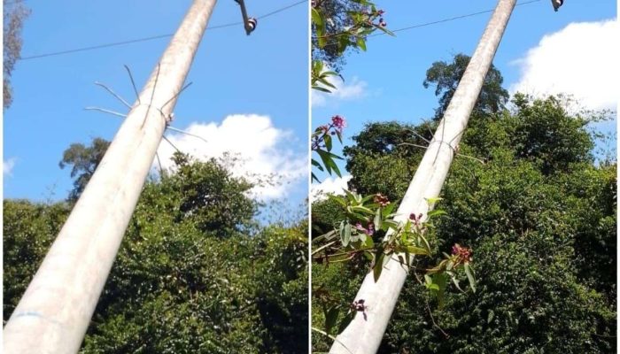 Belum Ada Perbaikan, Tiang Listrik Condong Ancam Dua Desa